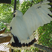 White Hawk